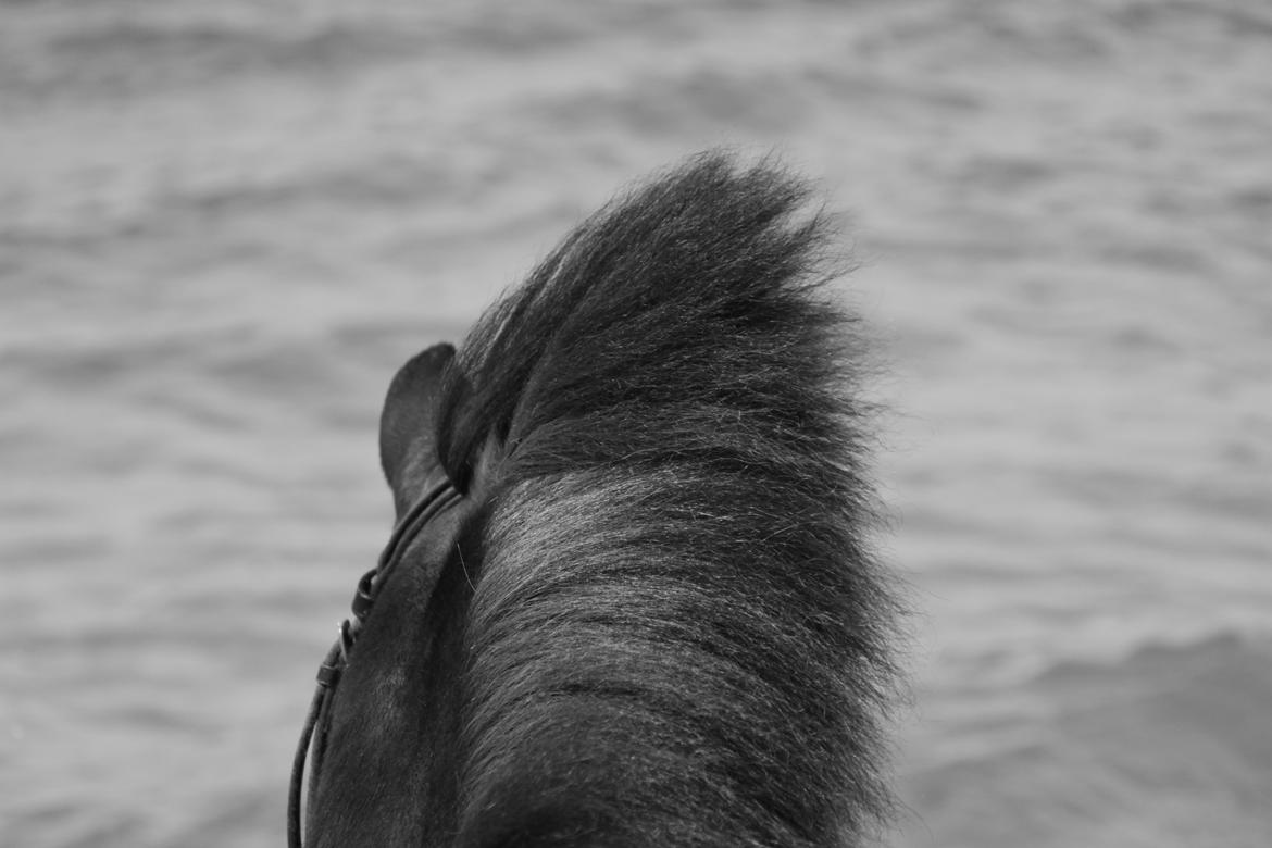 Shetlænder Sofus billede 12