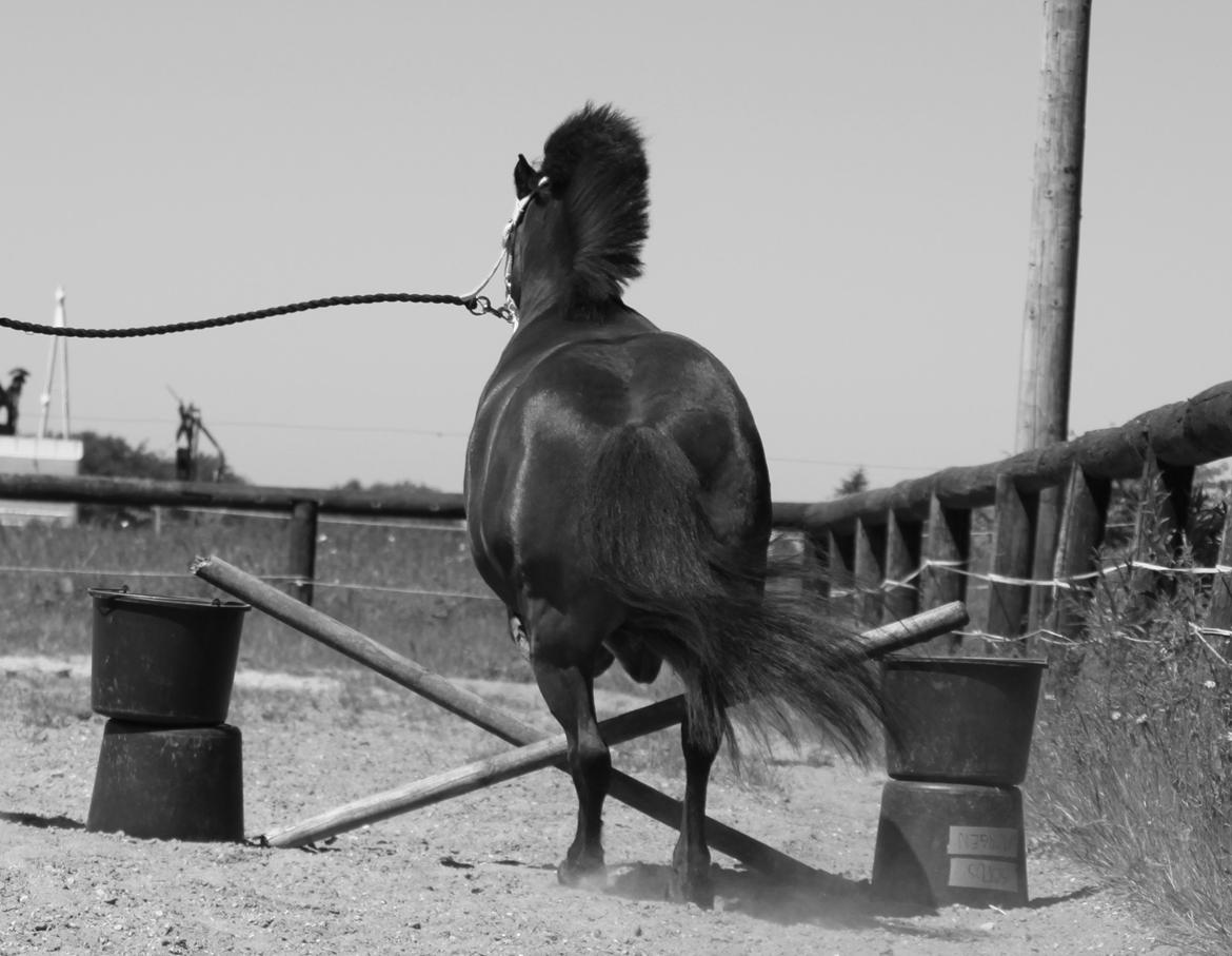 Shetlænder Sofus billede 19