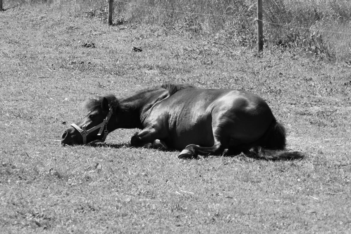 Shetlænder Sofus billede 34