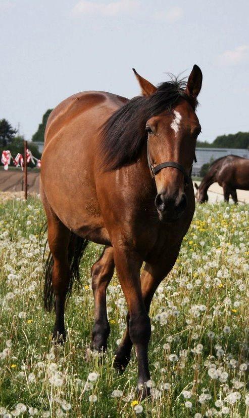 Traver Marischa Pine billede 1