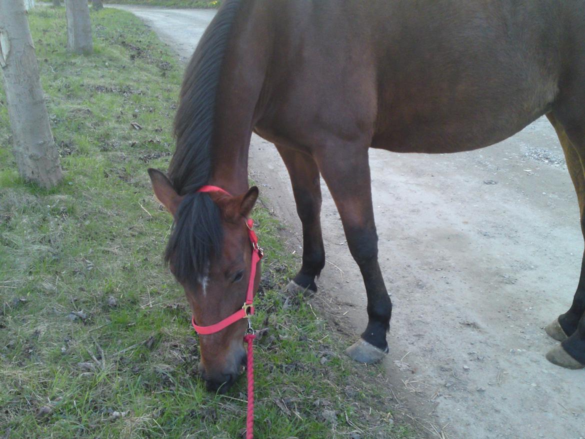 Traver Marischa Pine billede 2