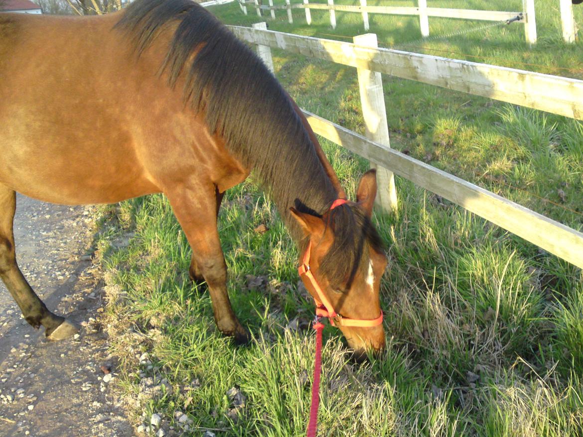 Traver Marischa Pine billede 7