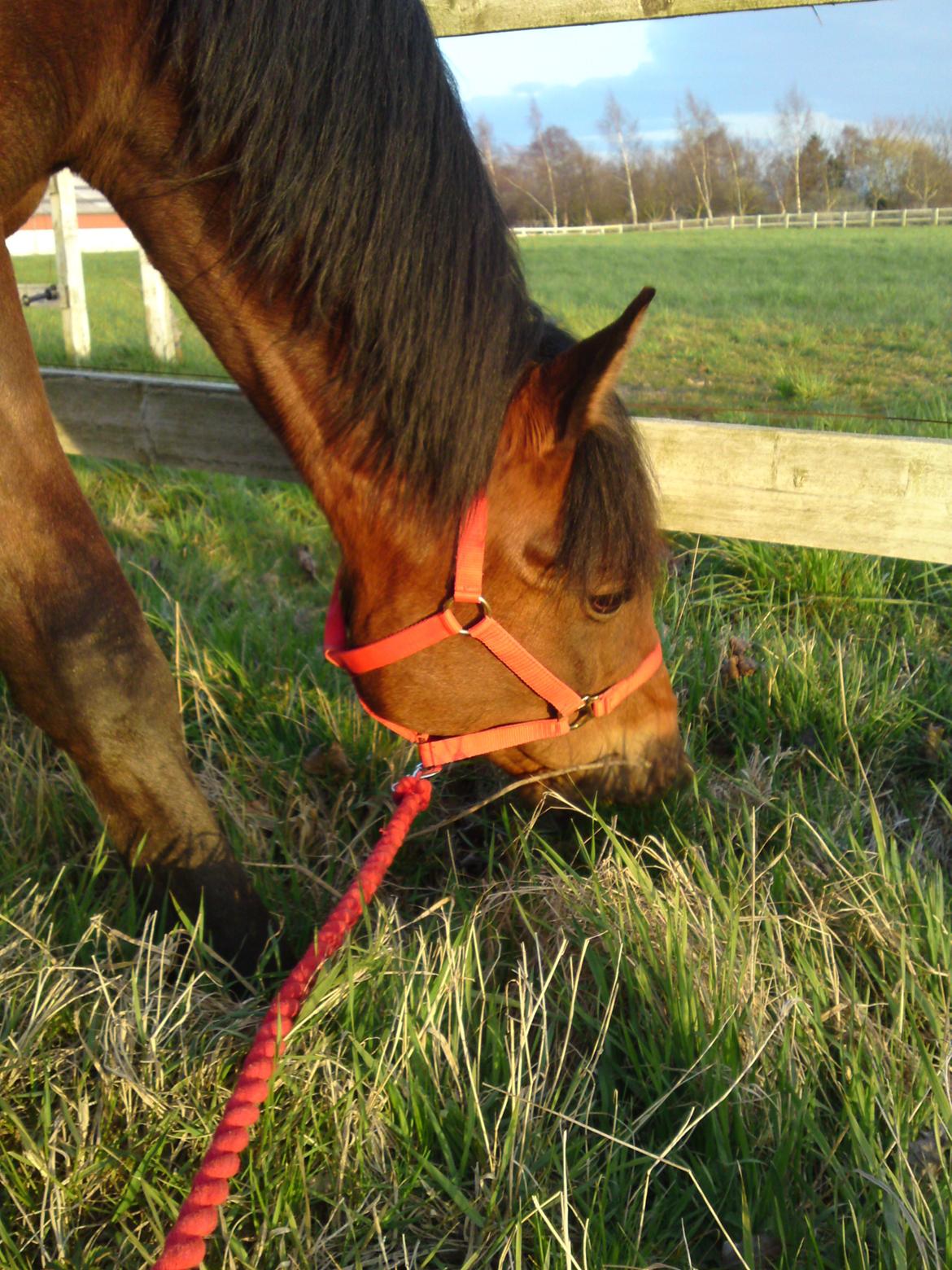 Traver Marischa Pine billede 9