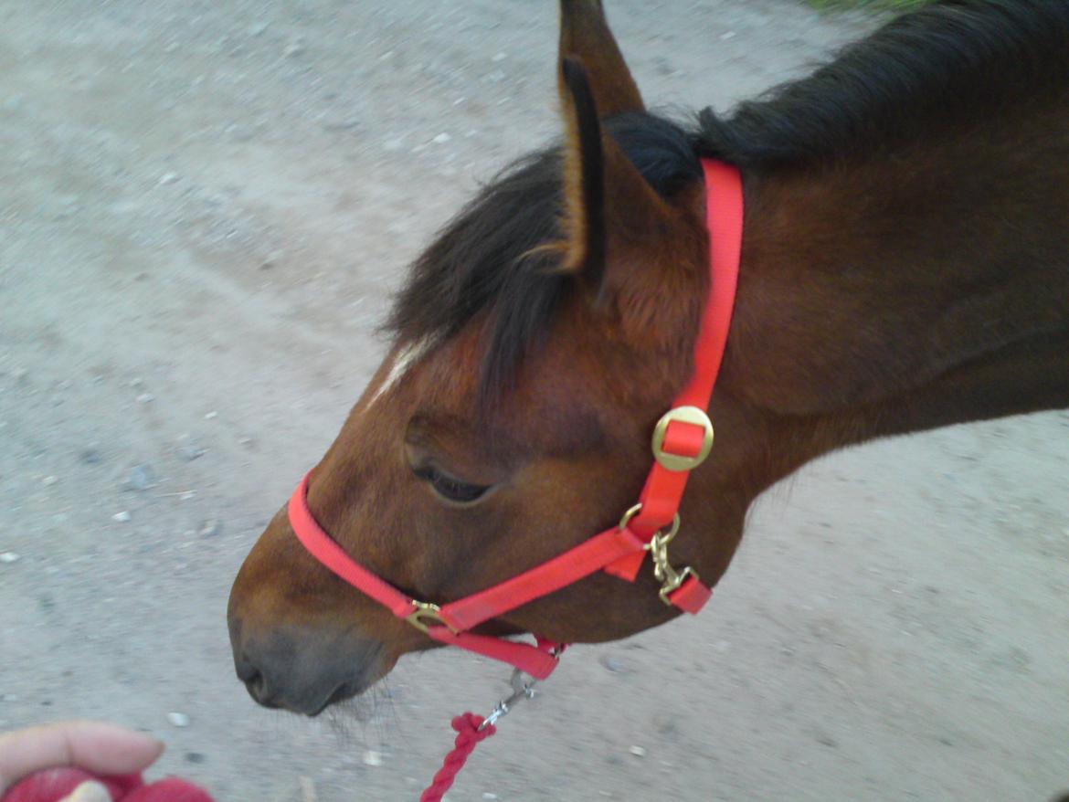 Traver Marischa Pine billede 4