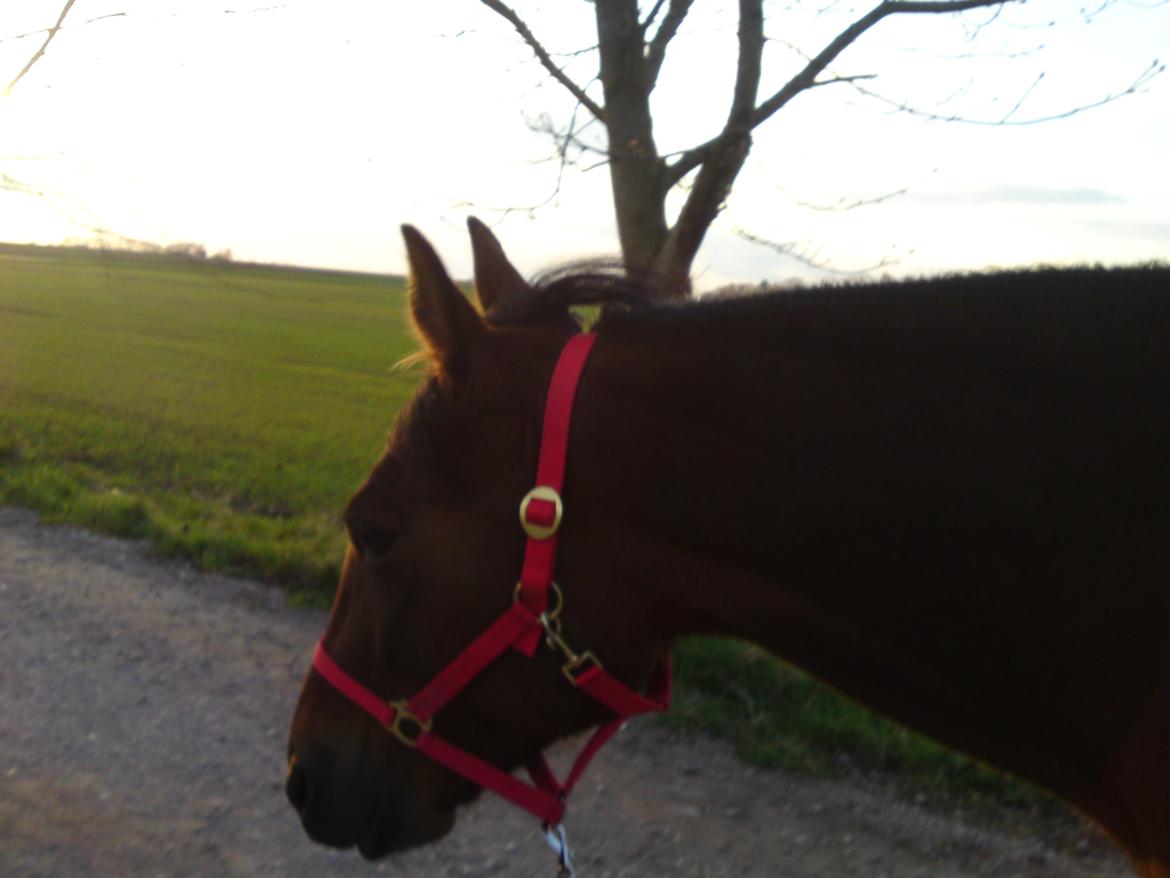 Traver Marischa Pine billede 11