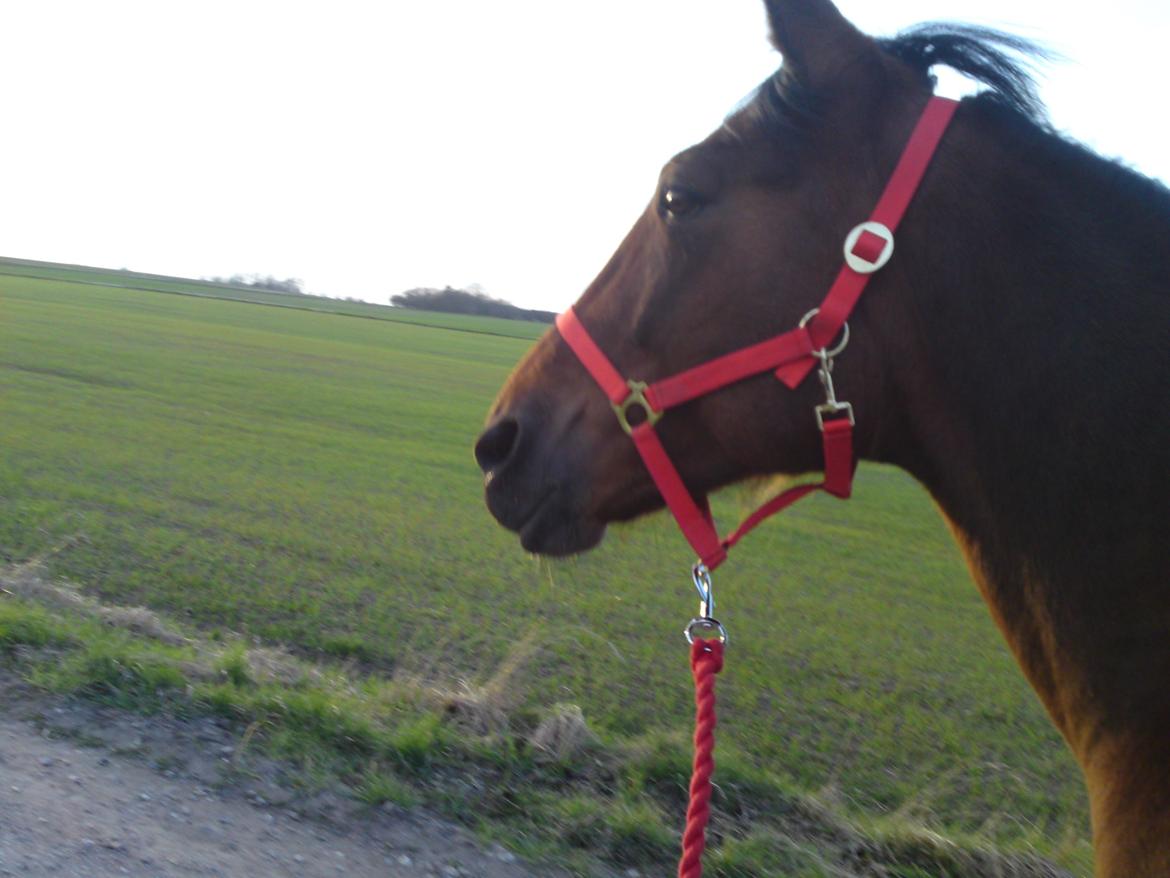 Traver Marischa Pine billede 12