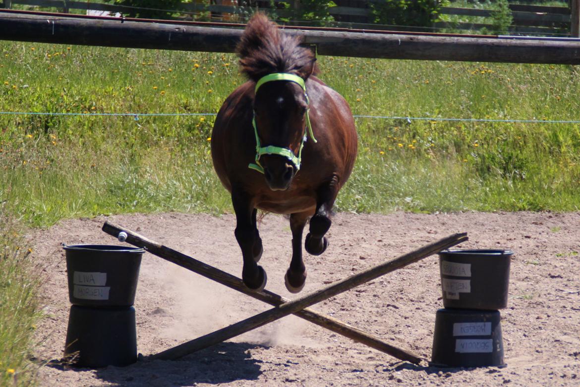 Shetlænder Sofus billede 28