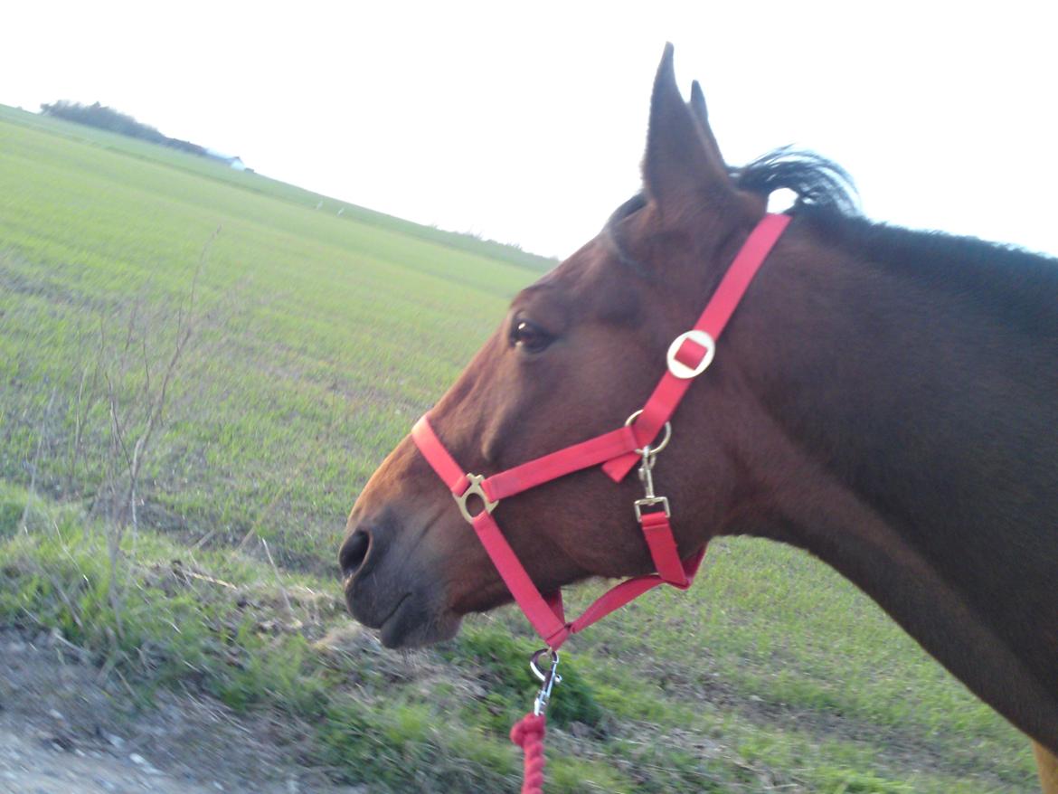 Traver Marischa Pine billede 13