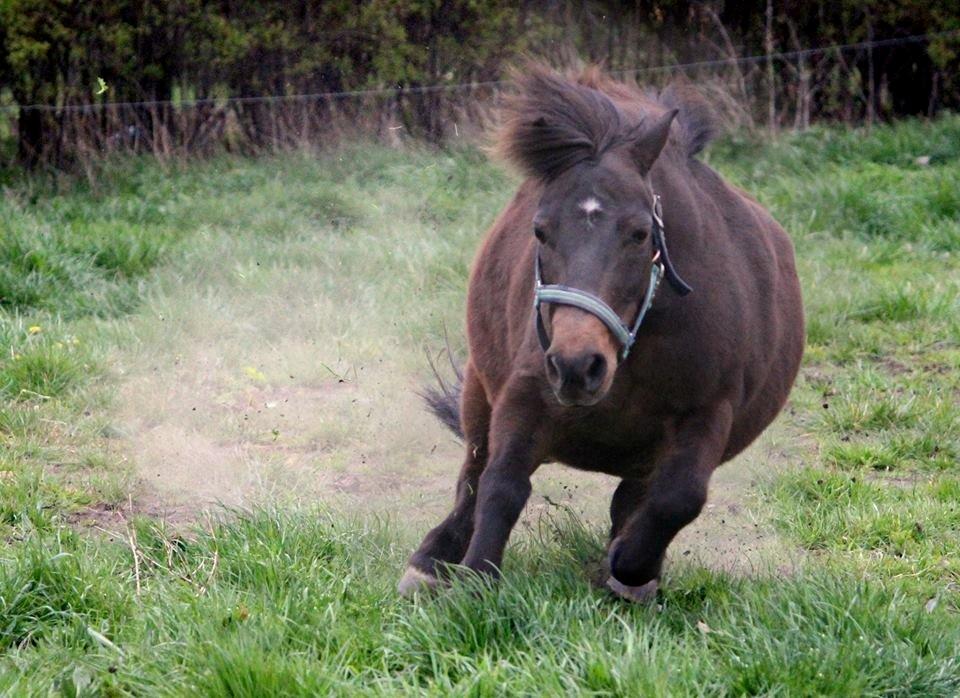 Shetlænder Sofus billede 24