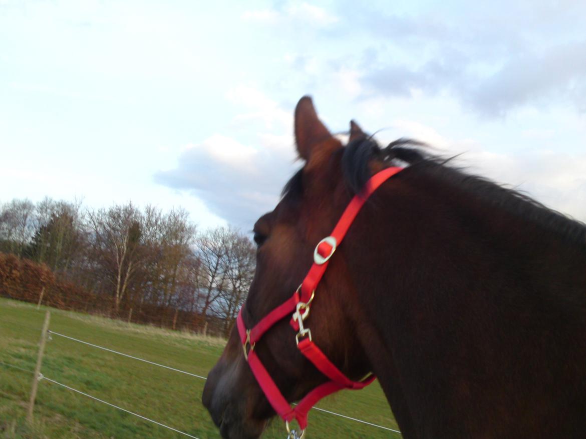 Traver Marischa Pine billede 14