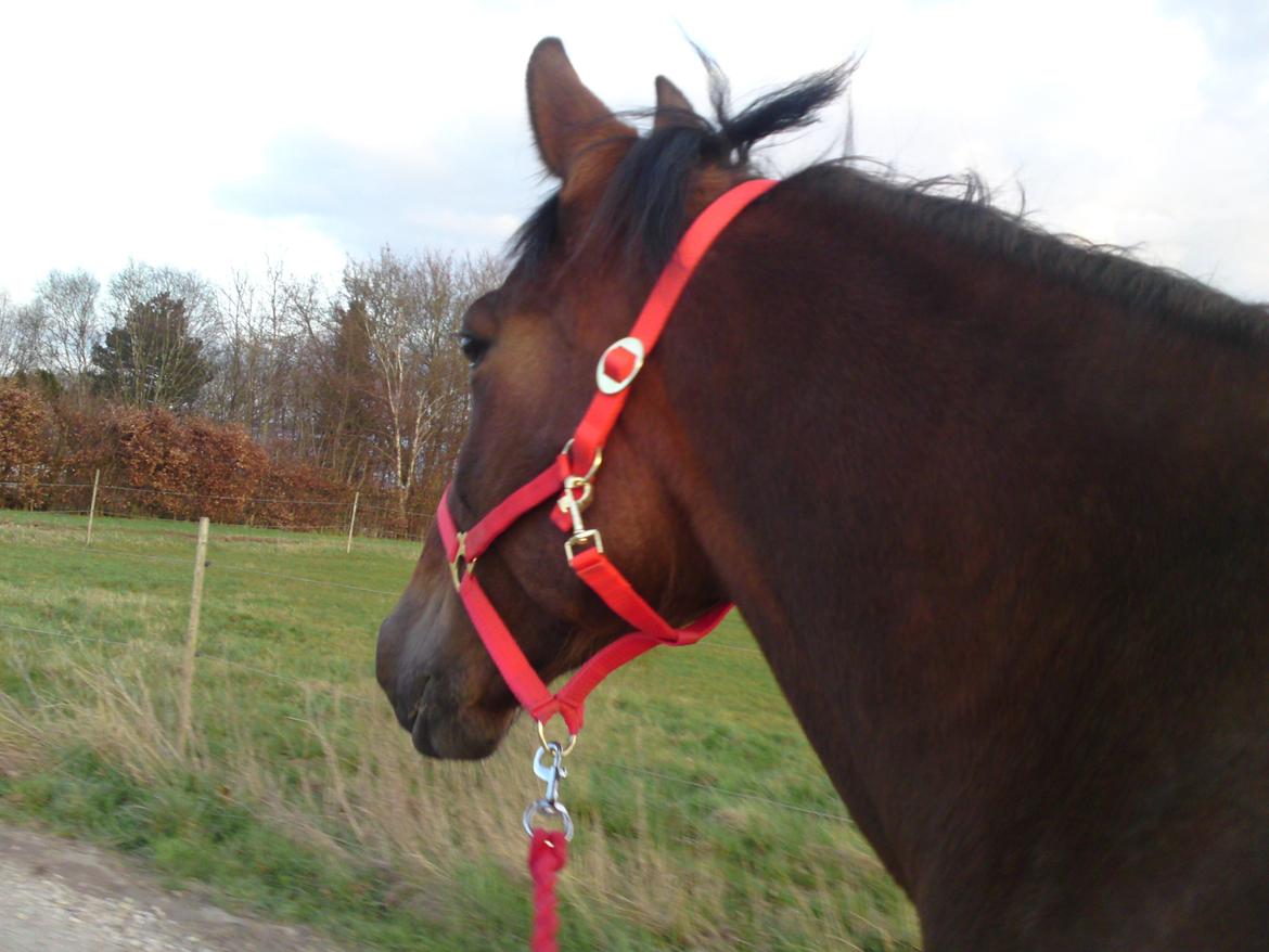 Traver Marischa Pine billede 15