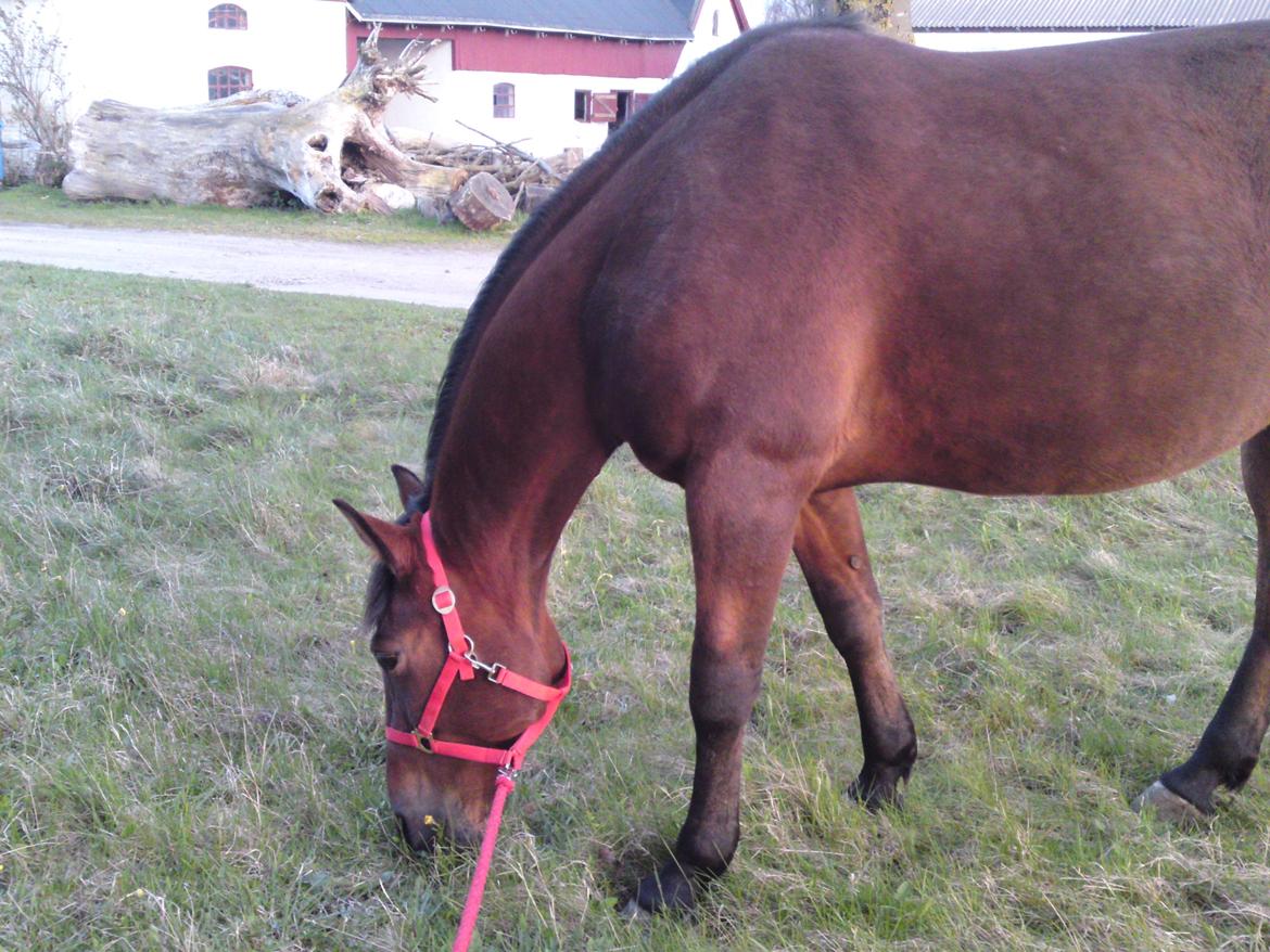 Traver Marischa Pine billede 16