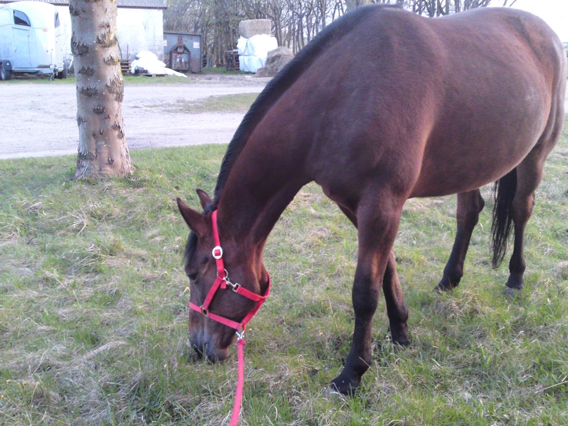 Traver Marischa Pine billede 17