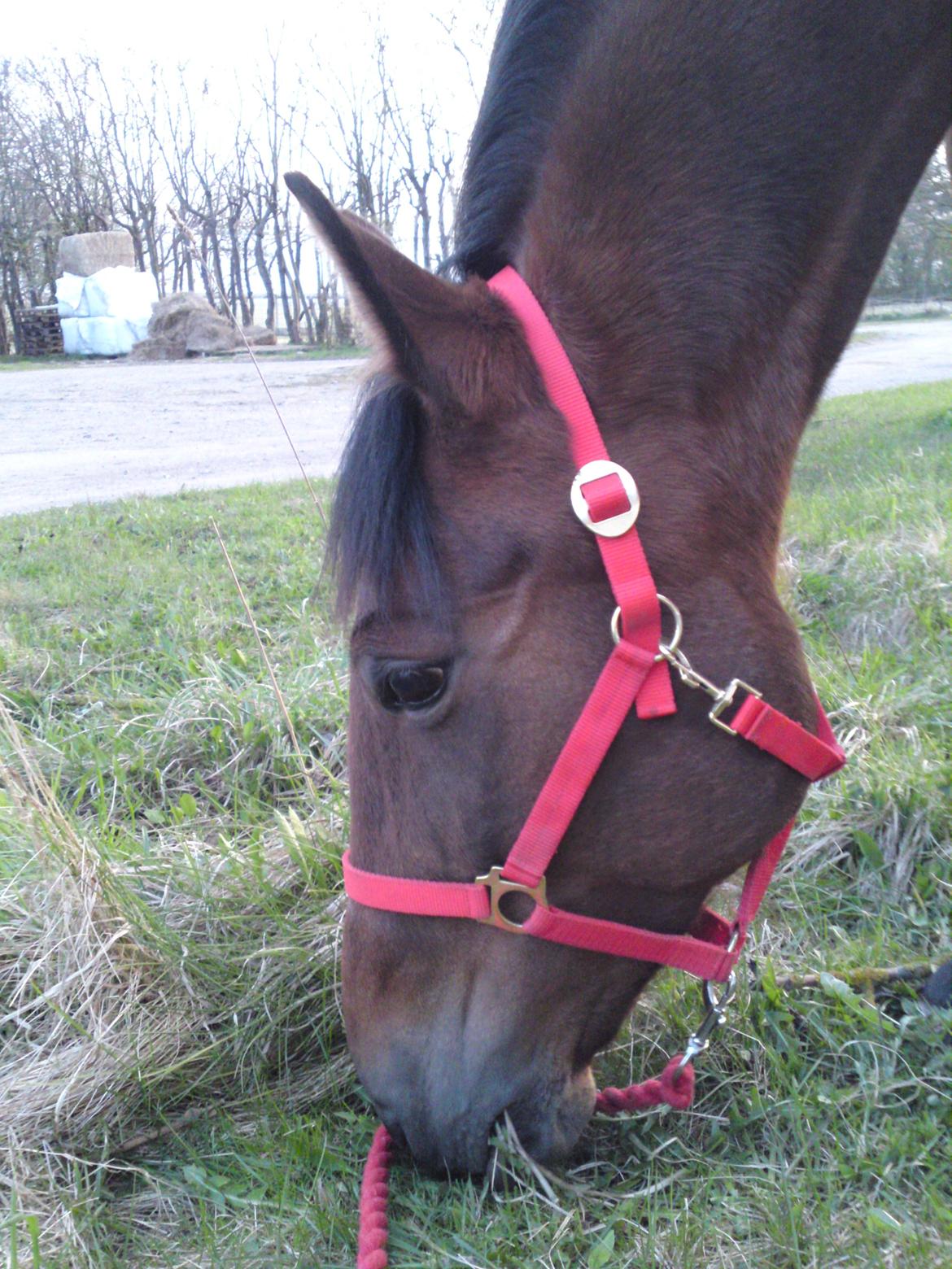 Traver Marischa Pine billede 18