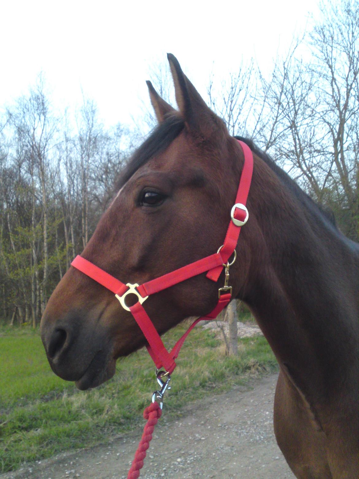 Traver Marischa Pine billede 19