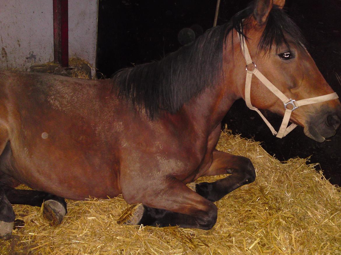 Traver Marischa Pine billede 20