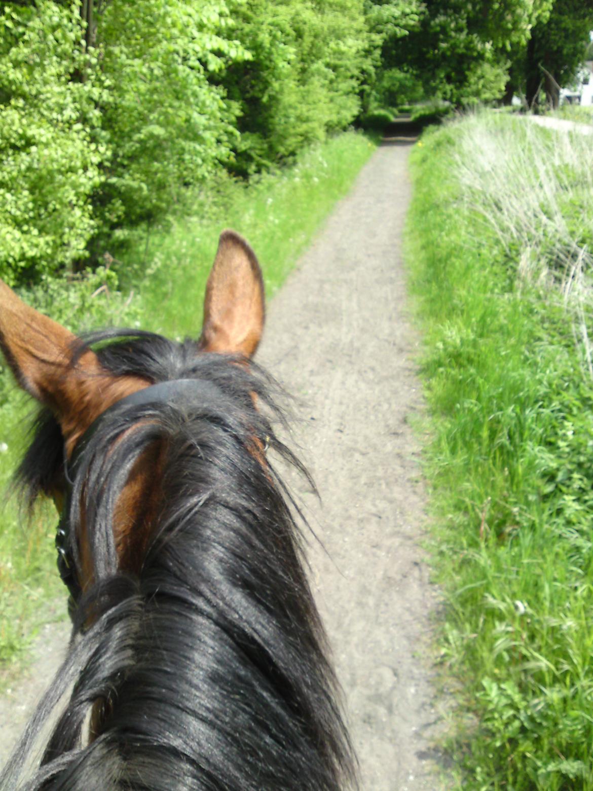 Traver Marischa Pine billede 21