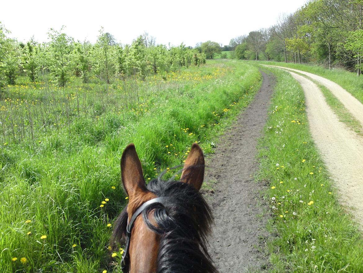 Traver Marischa Pine billede 22