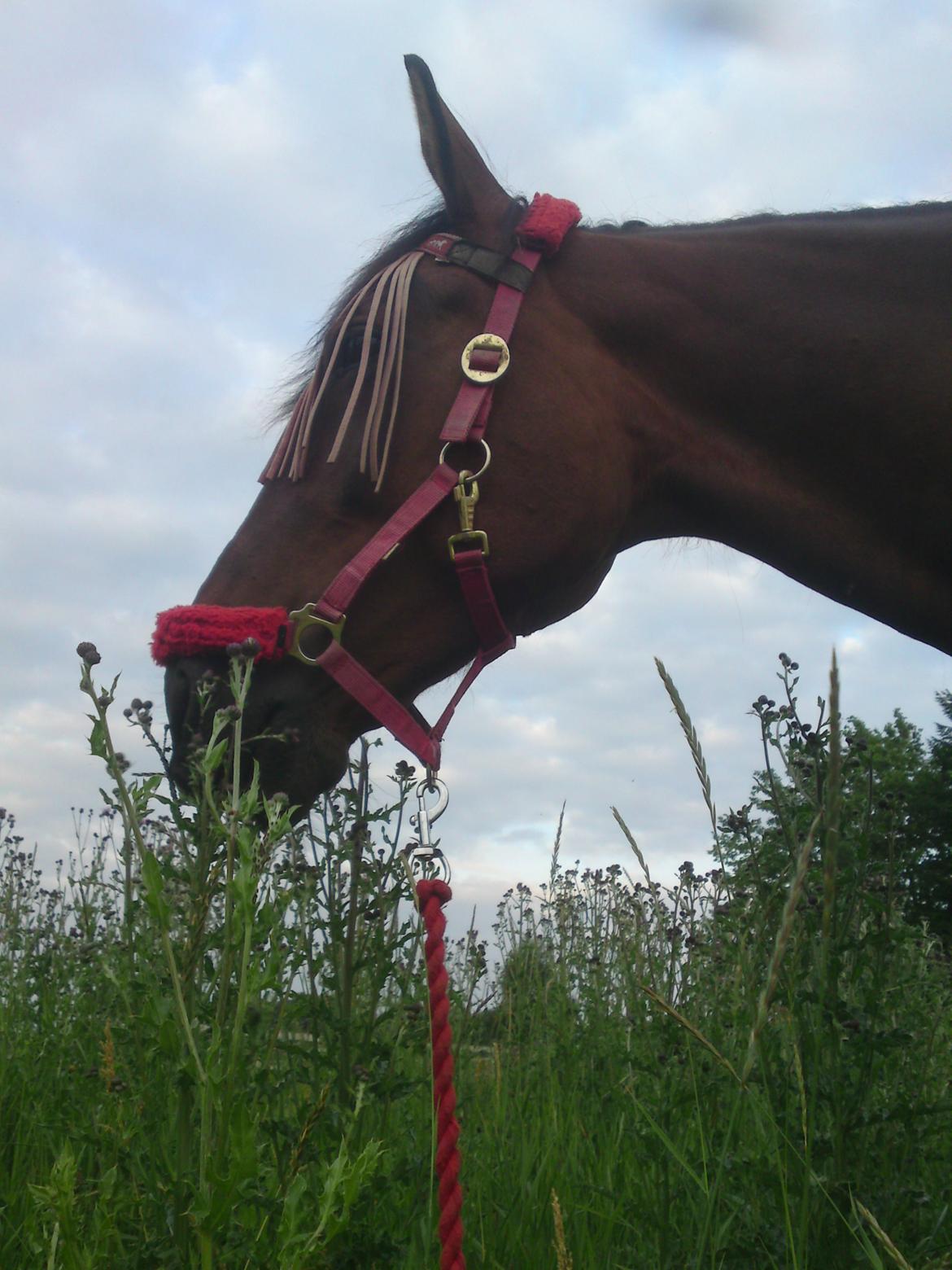 Traver Marischa Pine billede 23