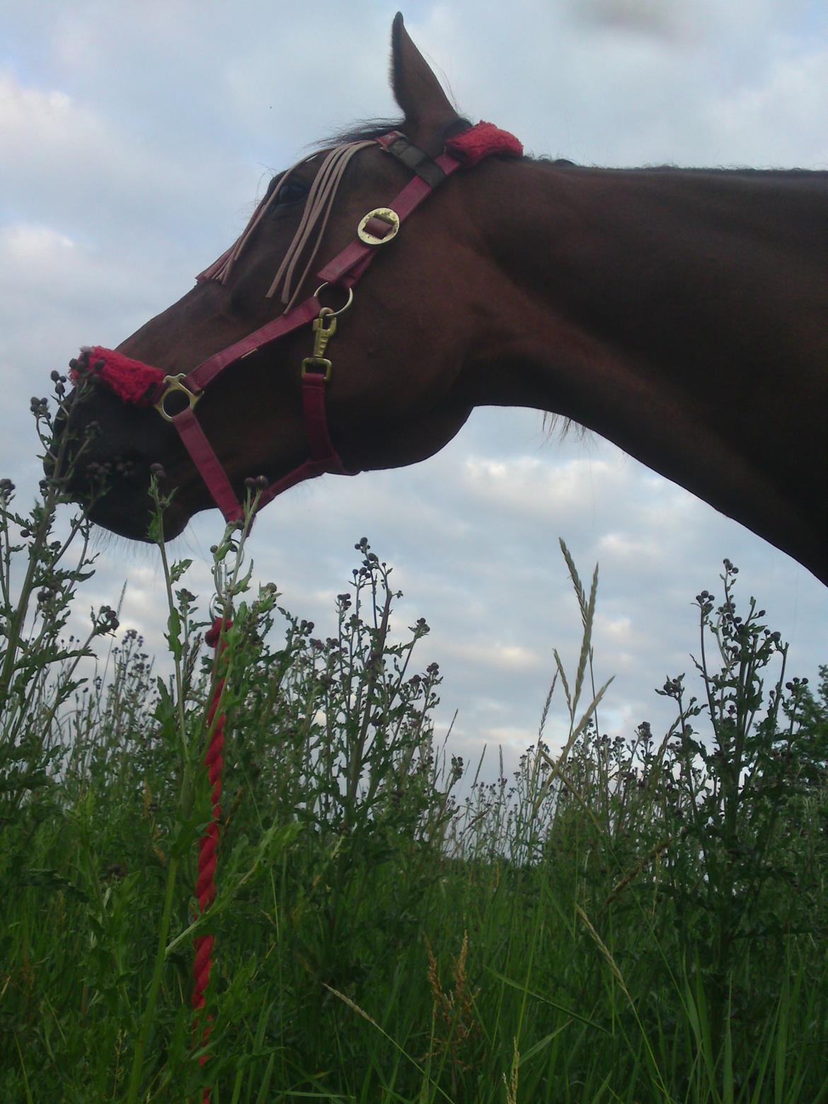 Traver Marischa Pine billede 24