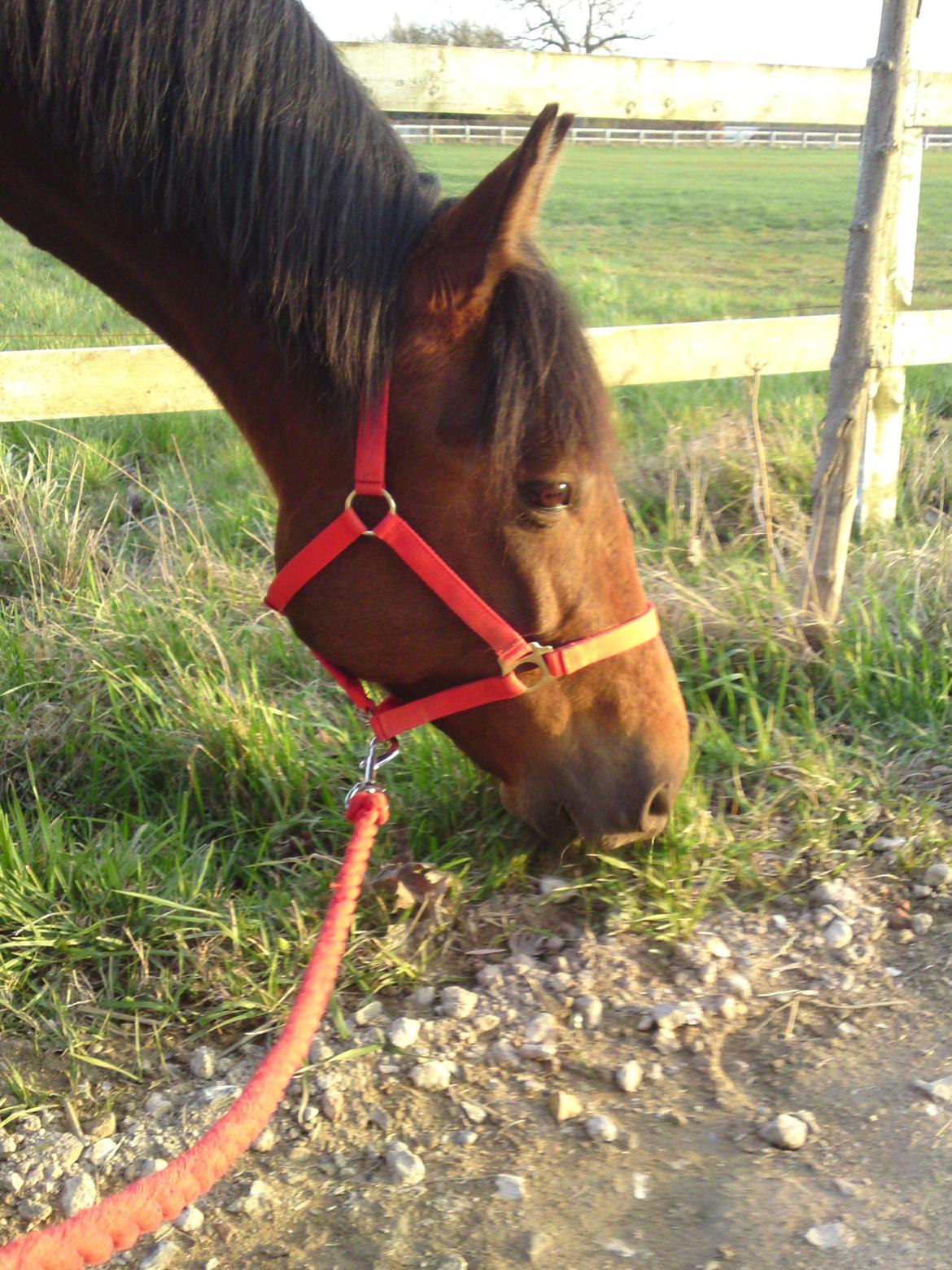 Traver Marischa Pine billede 10