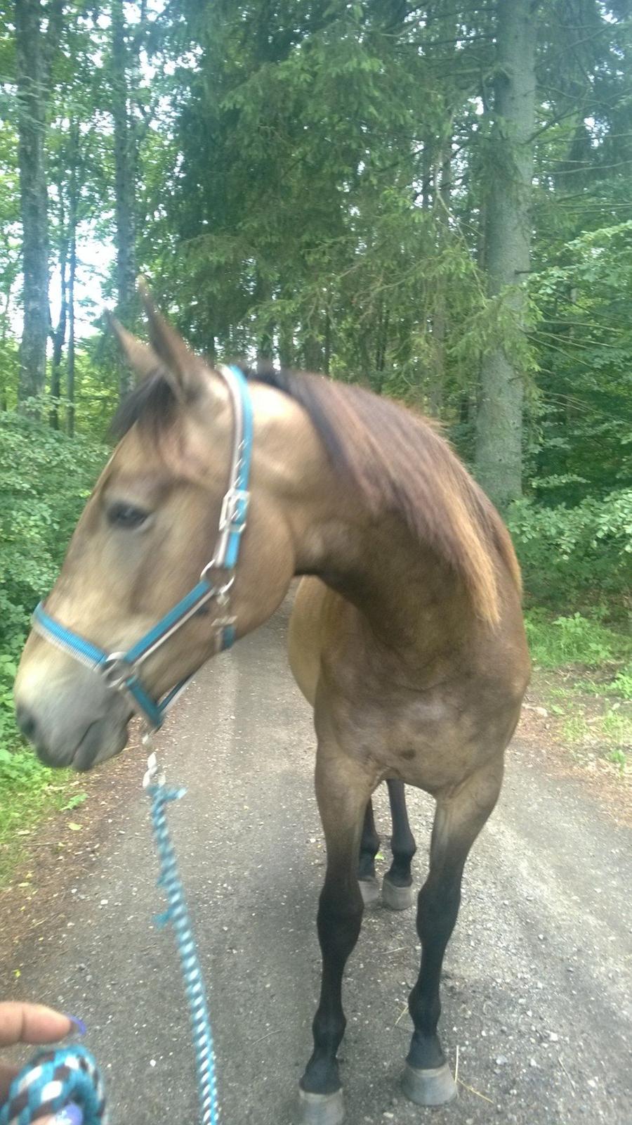 Anden særlig race Klitgaards Maximilian*R.I.P* - Fra en af vores mange hygge gåture alene <3 billede 12