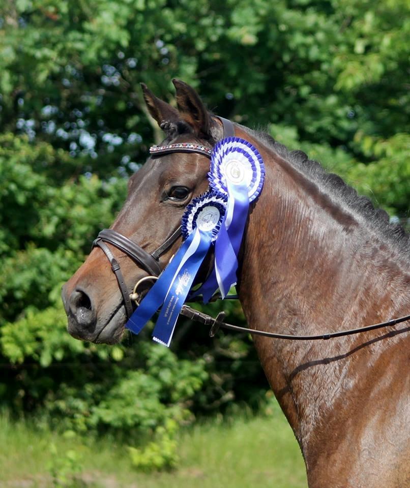 DSP Day-lights naomi - Smukke efter boridng distriksmesterskab 2014<3 billede 4