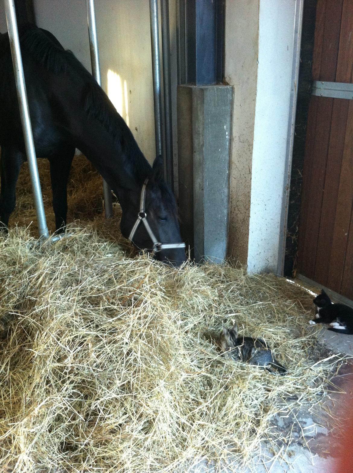 Dansk Varmblod Alphabeat - Den 20/6 -14. Alphabeat i tilridning - hun har fået nye venner, og de både sover i hendes boks og leger i hendes mad :)  billede 48