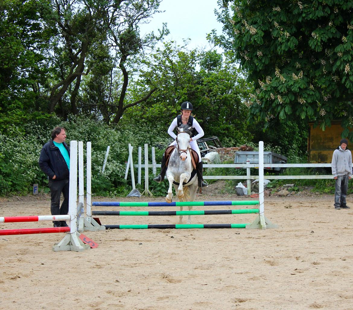 Anden særlig race • Lakota • billede 8