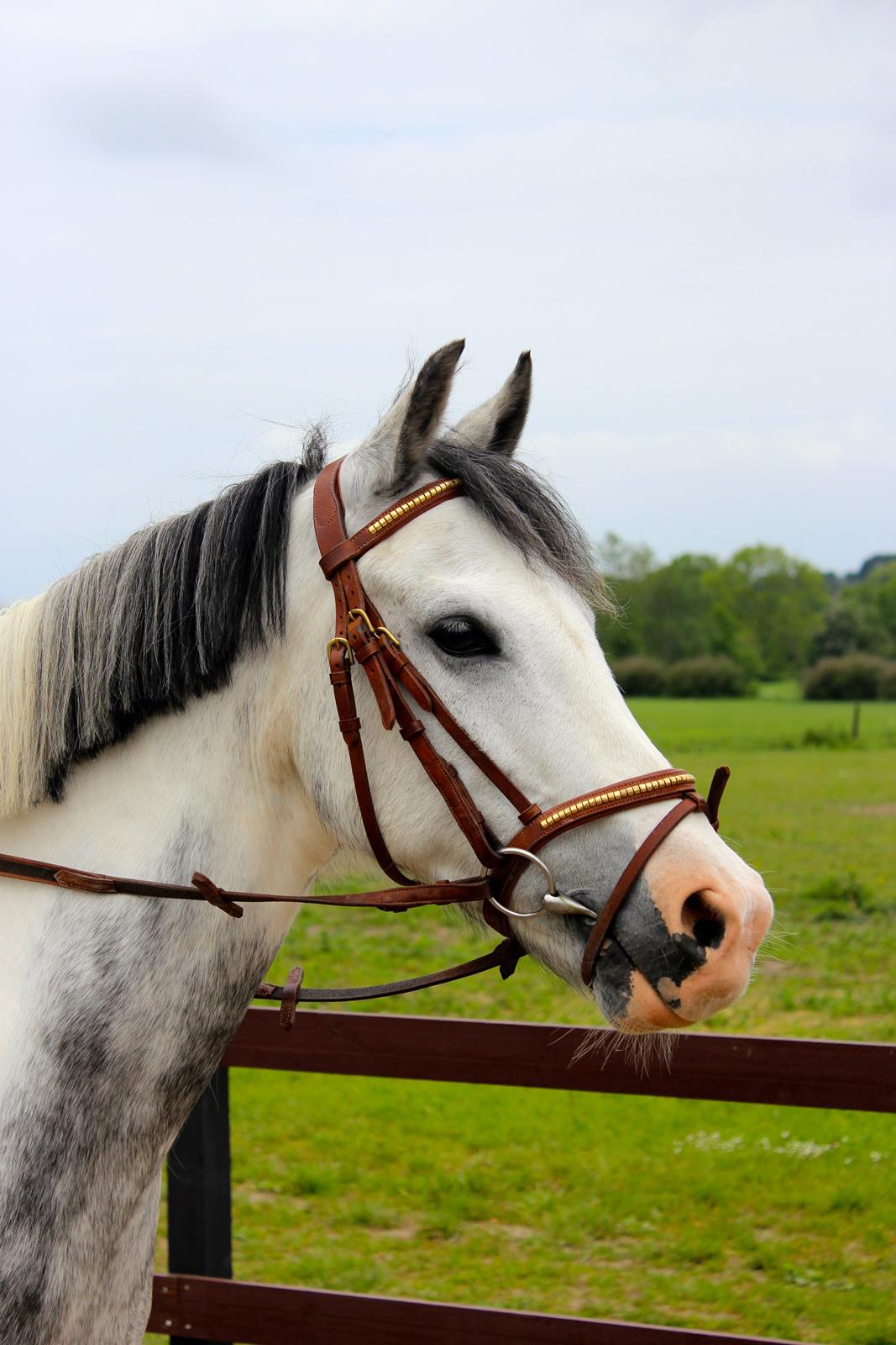 Anden særlig race • Lakota • billede 17