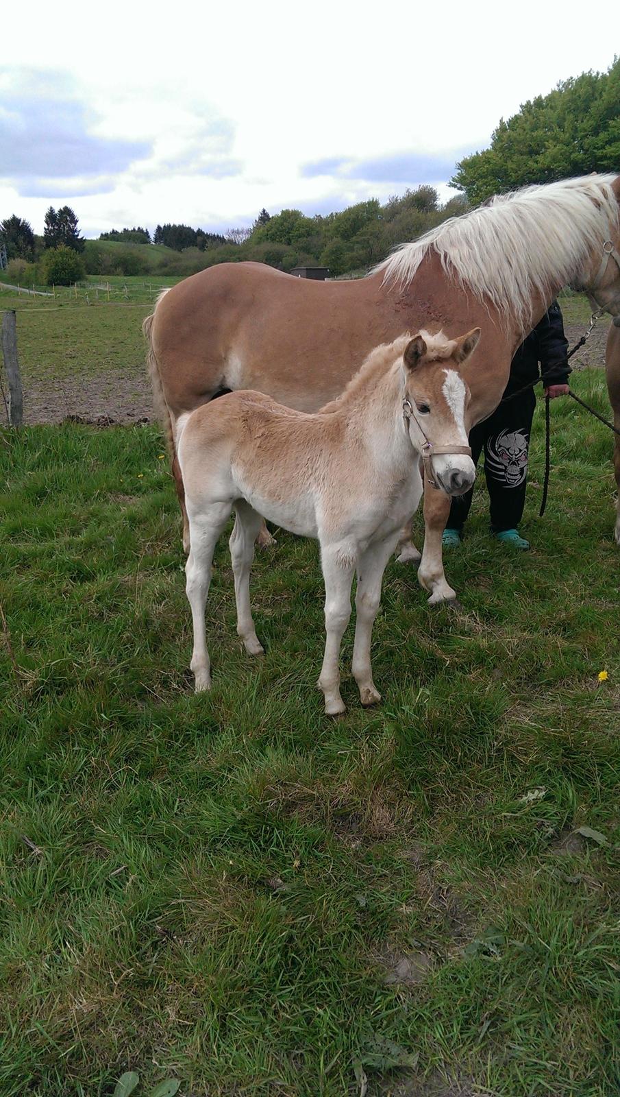 Haflinger Brie Lindegaard solgt billede 9