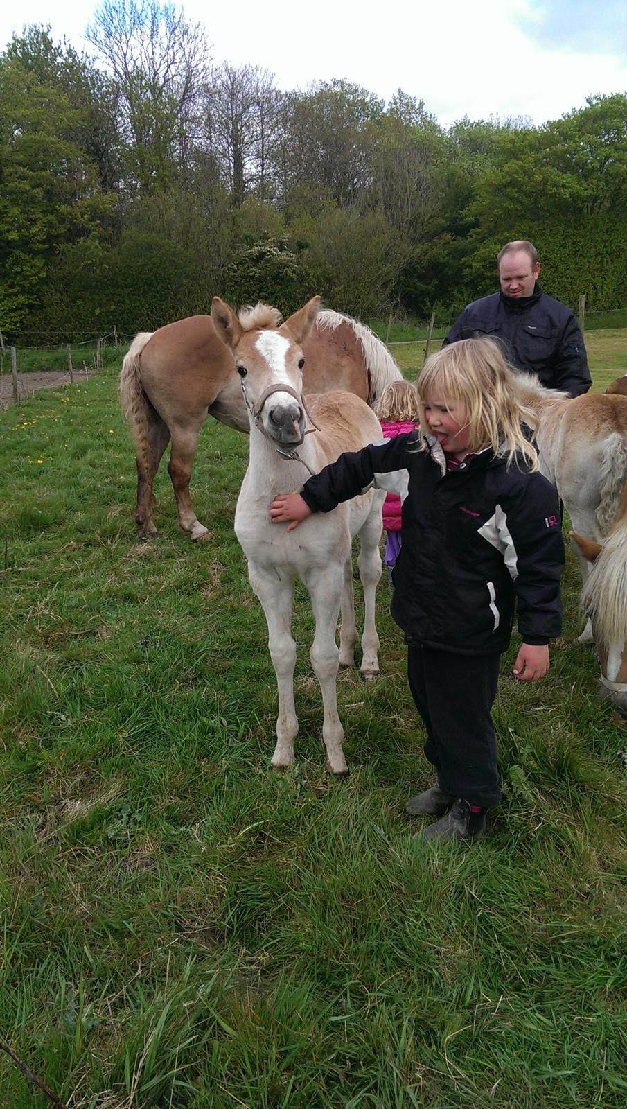 Haflinger Brie Lindegaard solgt billede 10