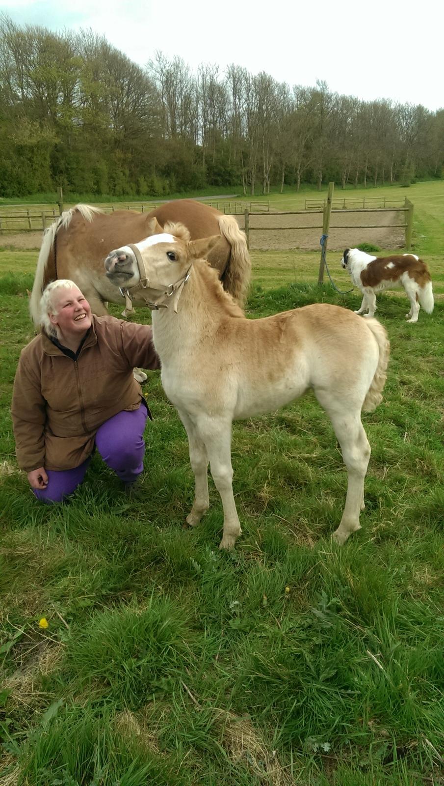 Haflinger Brie Lindegaard solgt billede 13