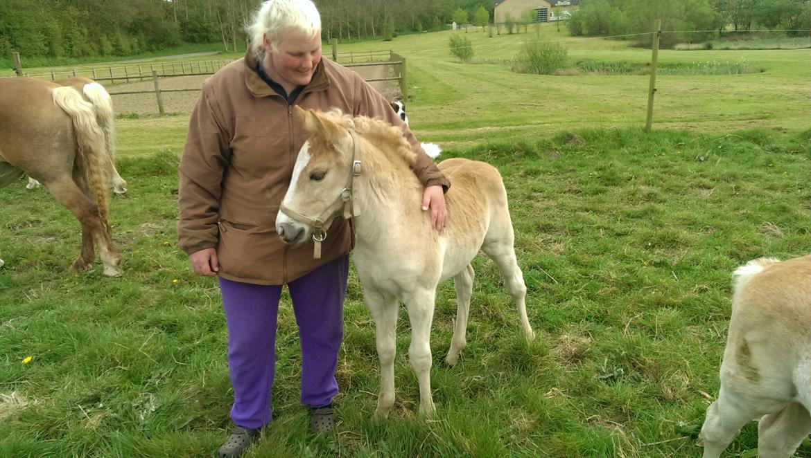 Haflinger Brie Lindegaard solgt billede 15