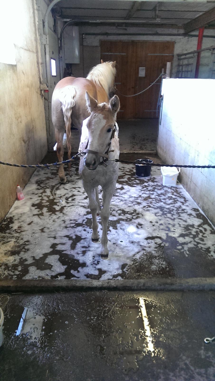 Haflinger Brie Lindegaard solgt - en skumfidus hehe billede 17