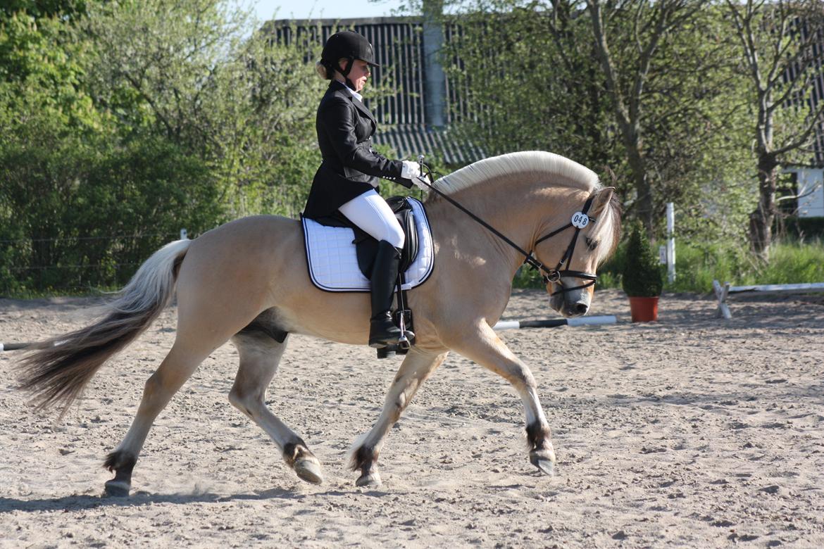 Fjordhest Optimist Halsnæs - Årets hingst 2013 billede 1