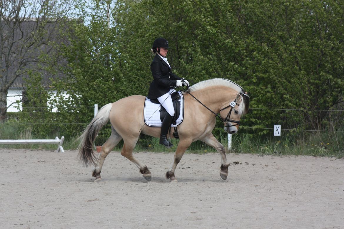 Fjordhest Optimist Halsnæs - Årets hingst 2013 billede 9