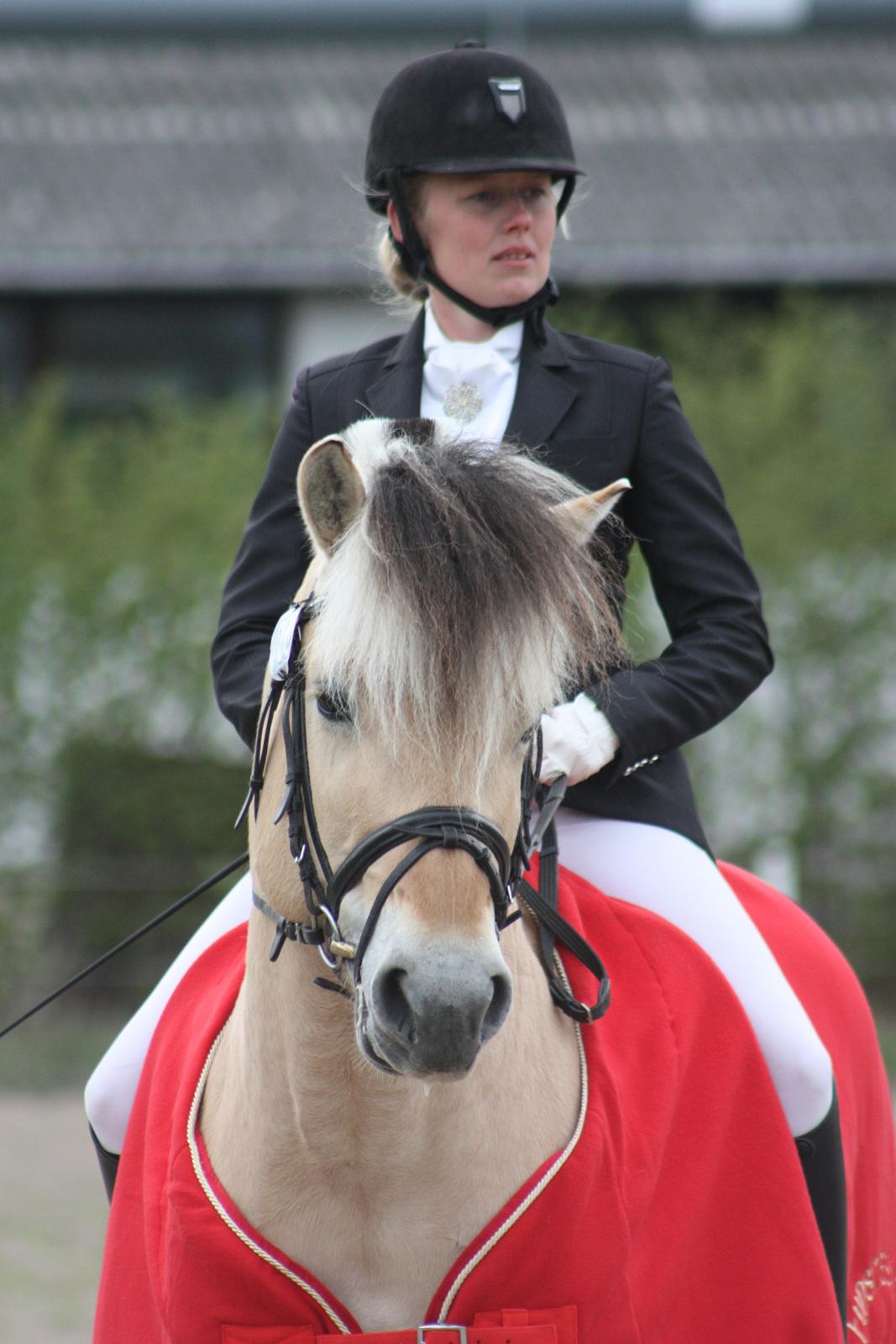 Fjordhest Optimist Halsnæs - Årets hingst 2013 billede 10