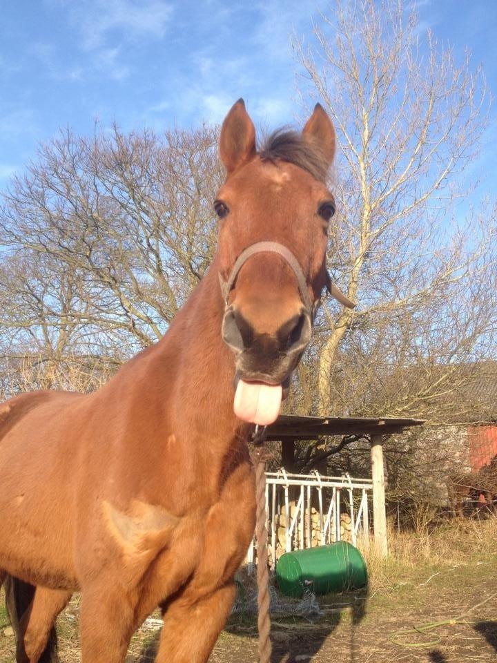 Traver Famous Skovbjerg billede 18