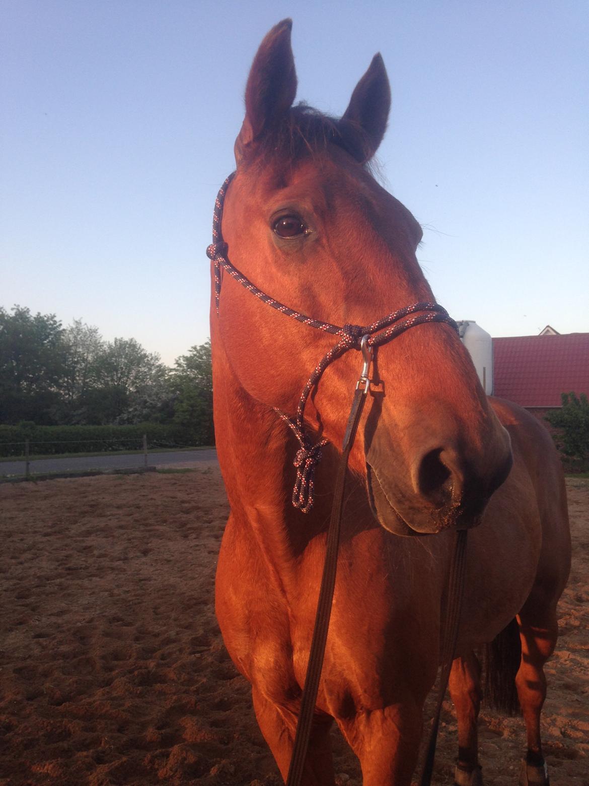 Traver Famous Skovbjerg billede 9