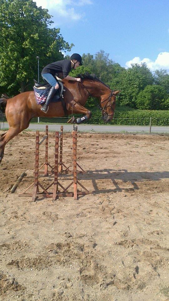 Traver Famous Skovbjerg - 115 cm billede 10