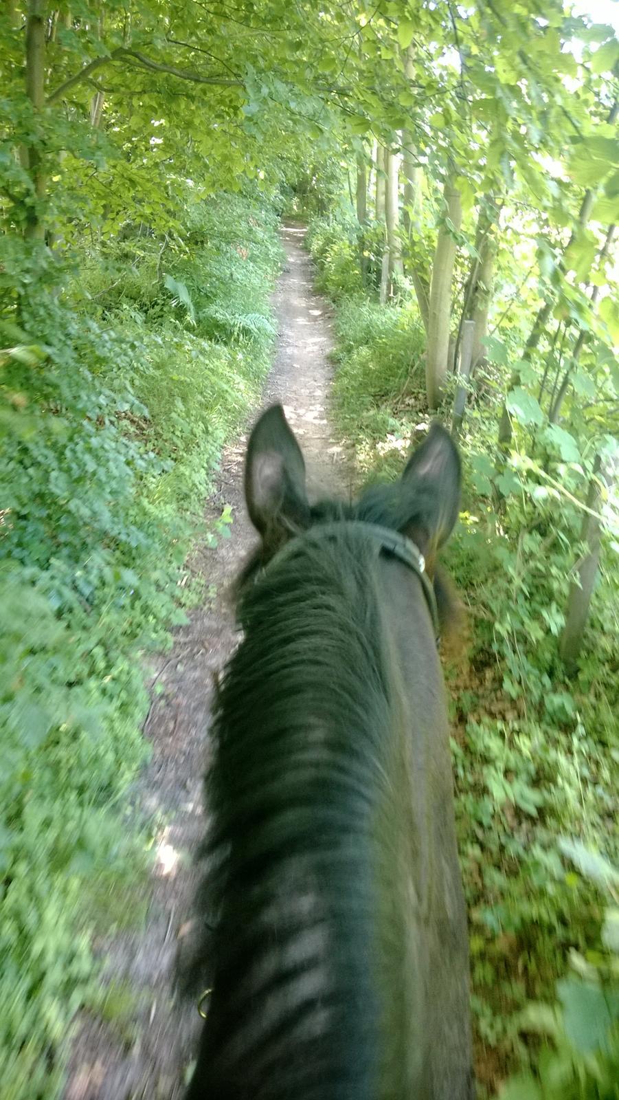 Trakehner Dalano - Tur i skoven den 17/6-2014 billede 9