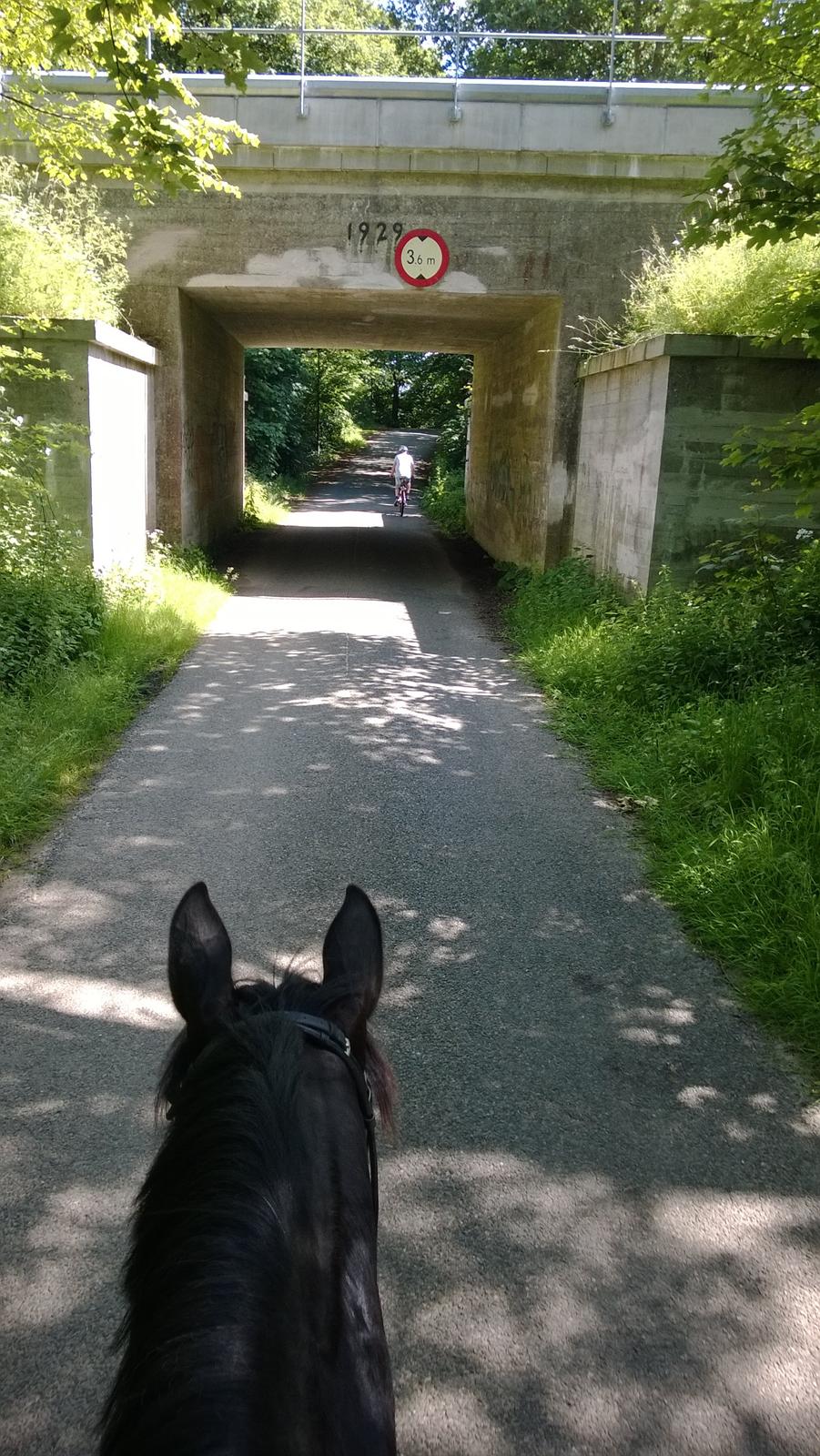Trakehner Dalano - Tur i skoven den 17/6-2014 billede 10