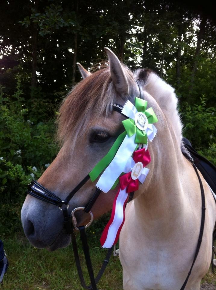 Fjordhest Tango!&lt;3 - 1 og 3 plads &lt;3 billede 26