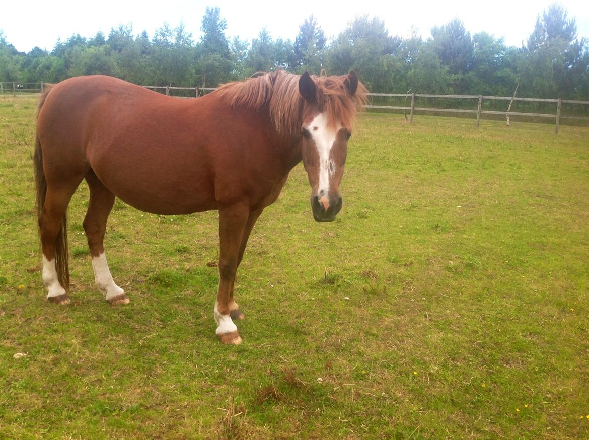 Anden særlig race  Sus R.I.P billede 14