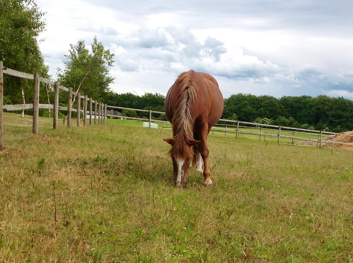 Anden særlig race  Sus R.I.P billede 15