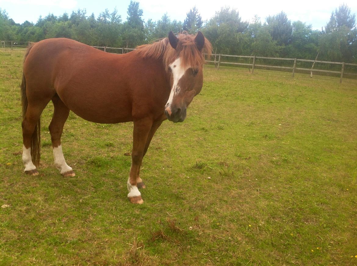 Anden særlig race  Sus R.I.P billede 16