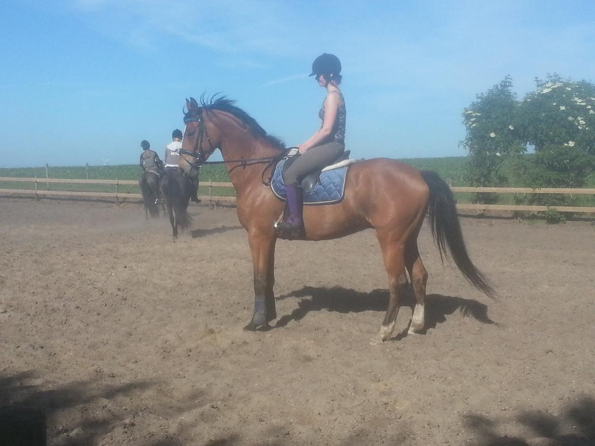 Trakehner Diamonds Coco <3 billede 13