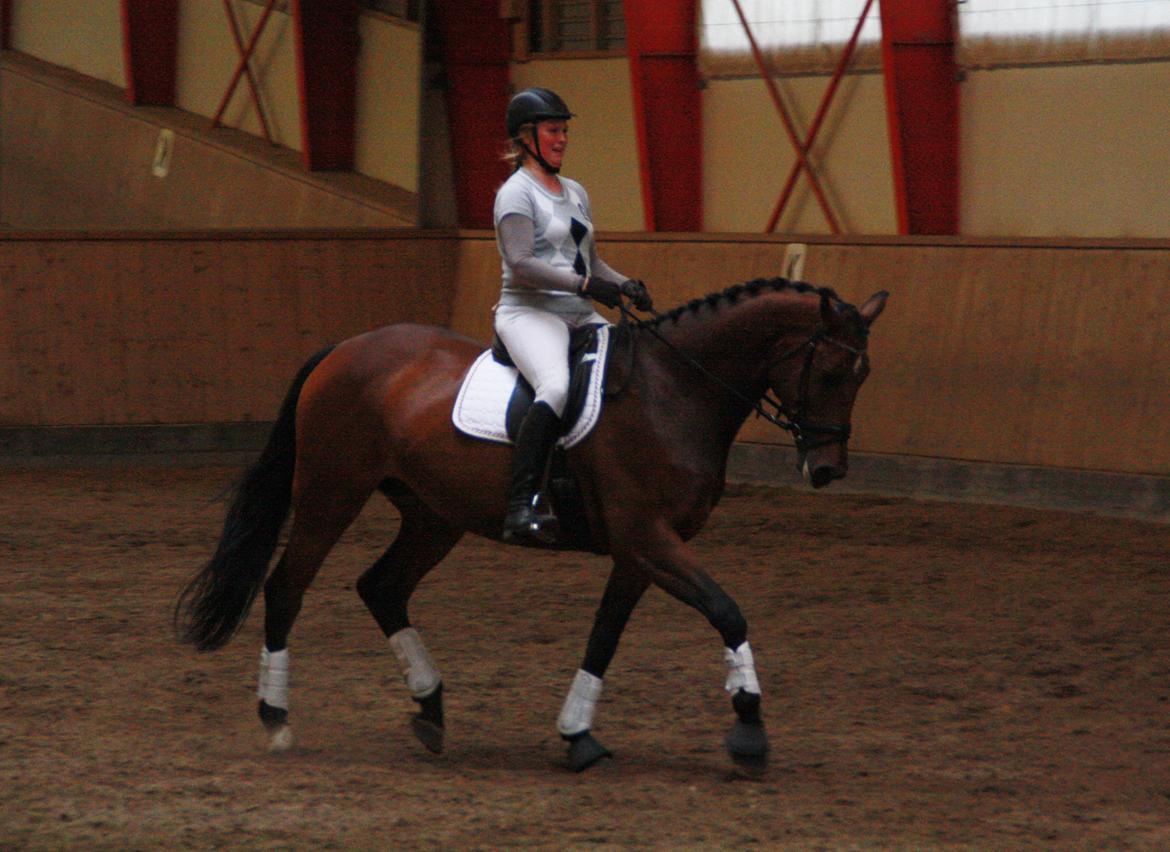 Dansk Varmblod Pauline Byhøj billede 3