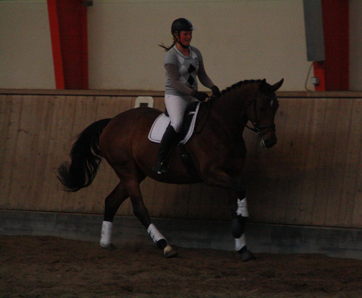 Dansk Varmblod Pauline Byhøj billede 35